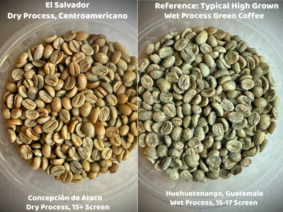 A side-by-side comparison of dry process Centroamericano H1 green coffee from Finca San Luis and a wet process Guatemalan green coffee (unroasted).