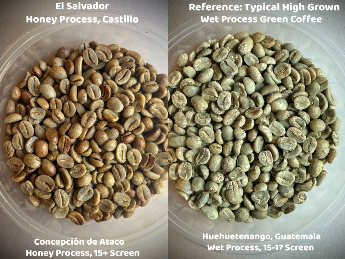 A side-by-side comparison of honey process Castillo from Finca San Luis and a wet process Guatemalan green coffee (unroasted).