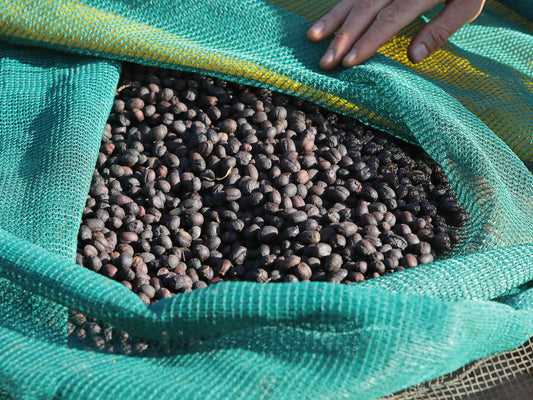 Whole dried coffee cherries (