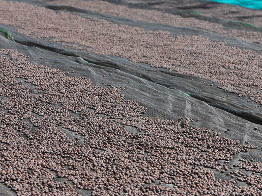 Dry process coffee turns a dark red color as it loses moisture over time in the hot sun. Kercha region, Guji Zone.
