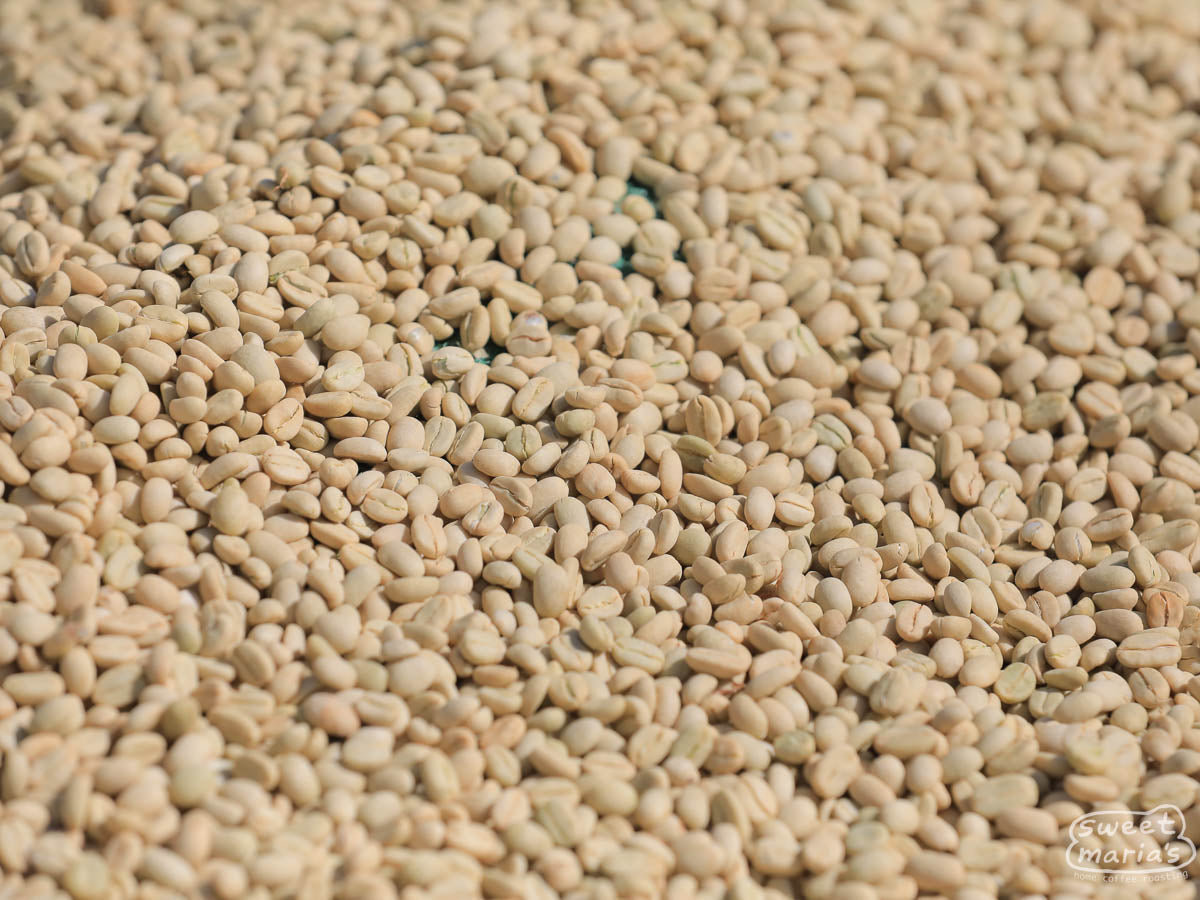Close-up of parchment coffee drying on raised beds at a site near Geruke.