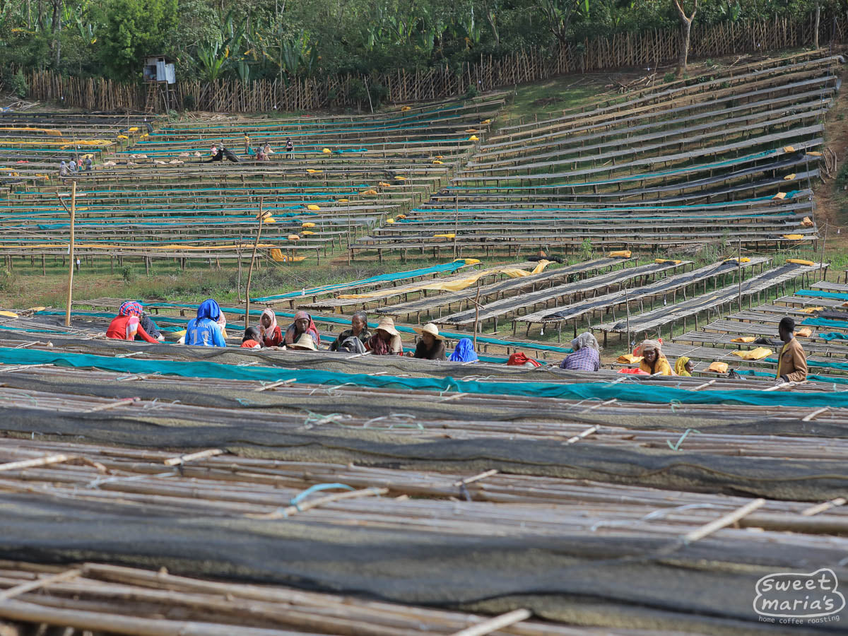 Workers sort the unripe coffee from drying tables at Chelchele site, Yirga Cheffe.