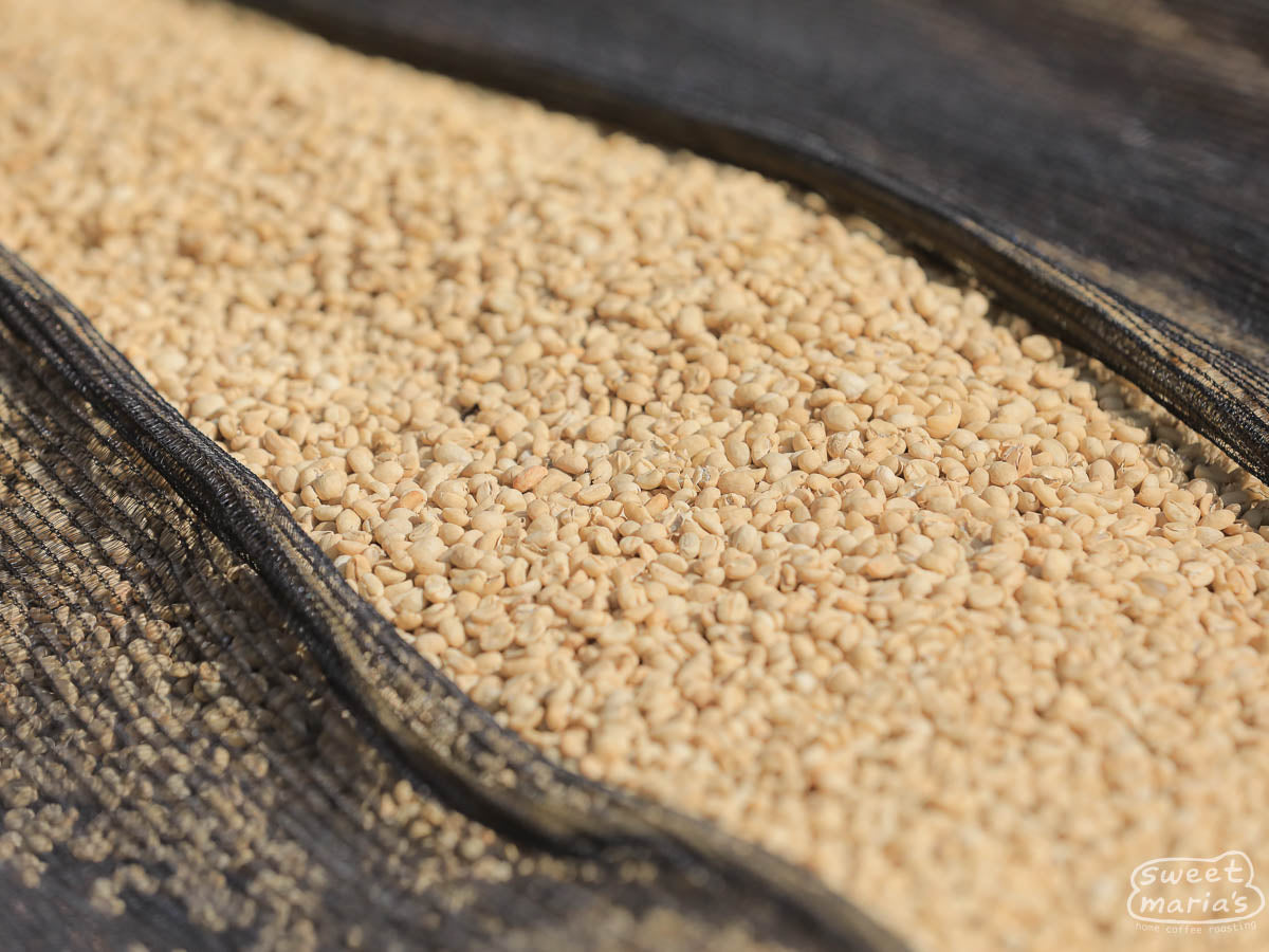 Close-up of parchment coffee drying on raised beds made of split bamboo at Chelchele.