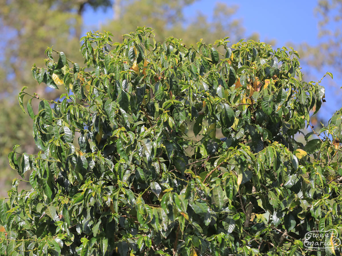 A bushy green coffee shrub at a farm near Hambela Buku.