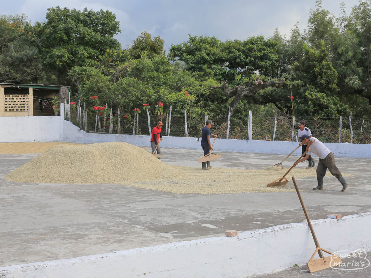 Workers rake the dried parchment coffee into a pile on the cement patios at San Diego Buena Vista.