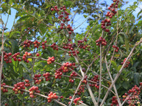 Red Bourbon coffee cultivar growing at the San Diego Buena Vista farm in Acatenango, Guatemala.