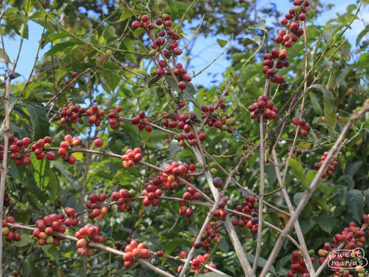 Red Bourbon coffee cultivar growing at the San Diego Buena Vista farm in Acatenango, Guatemala.