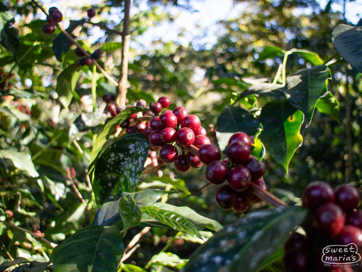 Ripe bourbon cherries on a plant at Chepe's farm in San Martin Jilotepeque.