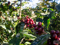 Ripe bourbon cherries on a plant at Chepe's farm in San Martin Jilotepeque.