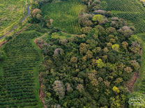 Aerial view of the beautiful Darnall Estate and natural forest they maintain at the center.