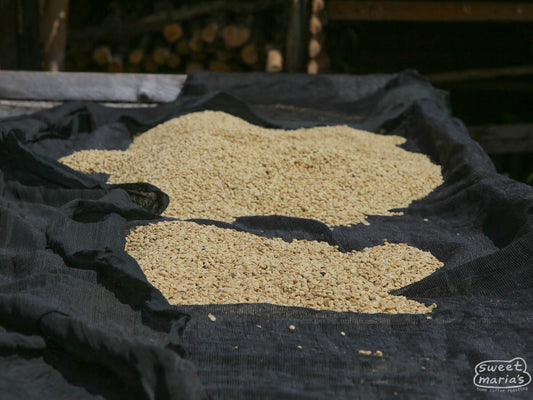 Wet process coffee dries on raised beds at Fram Farm in Kiambu.