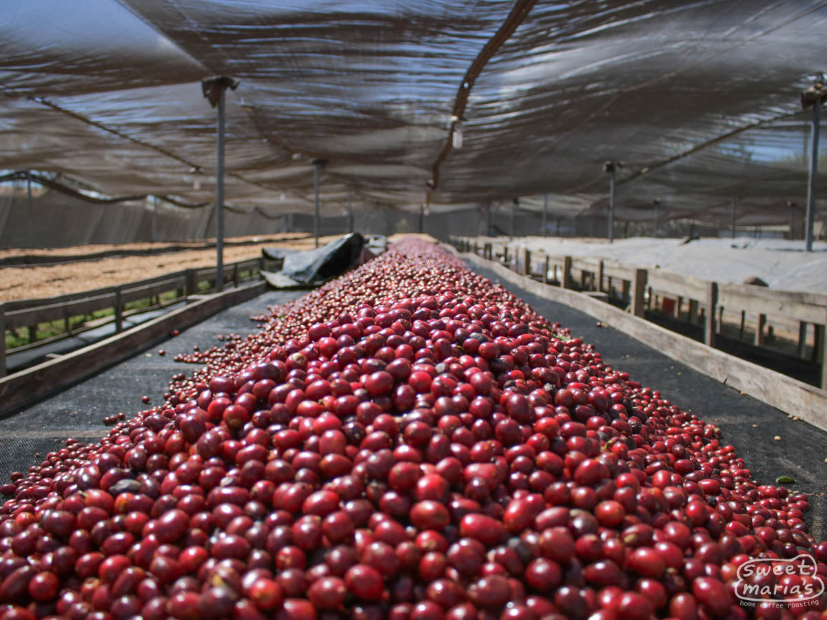 Whole coffee cherries drying beneath a shade canopy on raised drying beds at the Buenos Aires mill in Ocotal, Nicaragua.