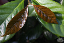This photo is actually from Nicaragua, but an example of how the new leaves on Java coffee plants are bronze color, and eventually turn green as they mature. 