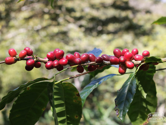 Ripe red coffee Maracaturra cherries at one of the Buenos Aires' farms in Dipilto, Nicaragua.