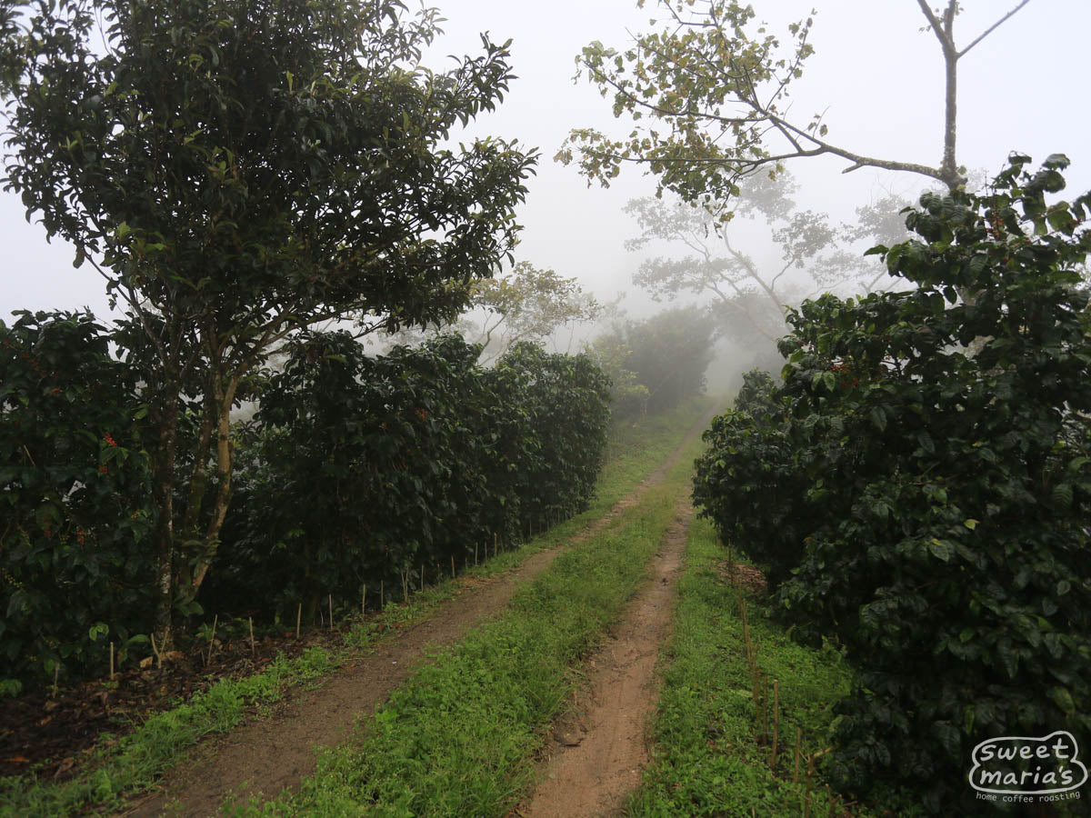 The morning mist blankets the Buenos Aires coffee farm.