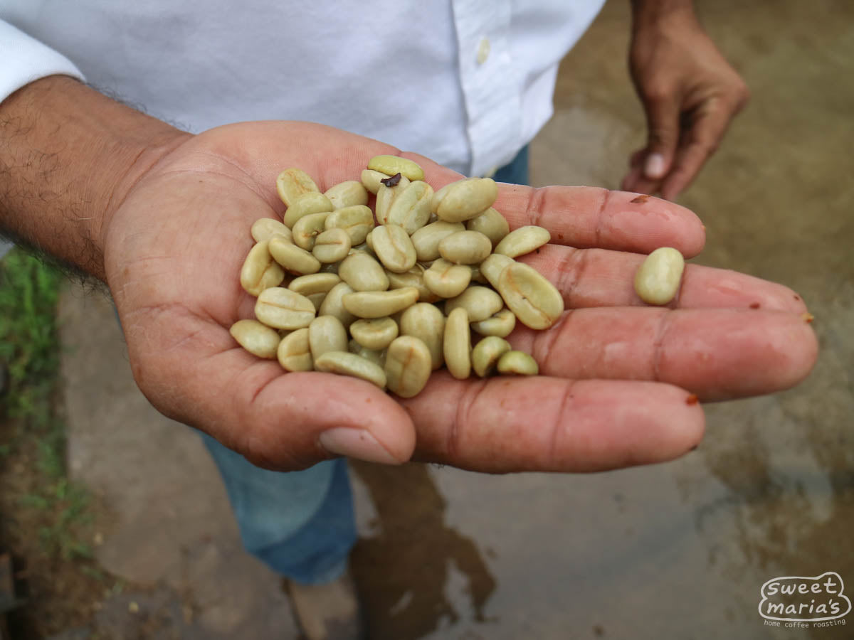Olman Valladarez, from Cafetalera Buenos Aires, holds out a handful of green Maracaturra coffee seeds straight from the washing channels, and before drying on raised beds. Dipilto, Nicaragua.