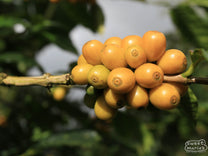  the road leading in lined with green coffee trees on both sides. Dipilto region