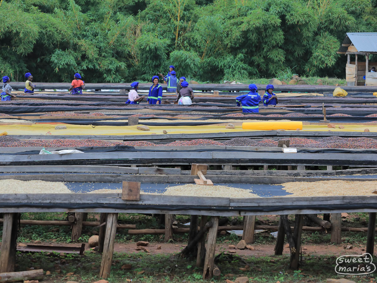 Workers tend to coffee drying on the raised drying beds at Bugoye.