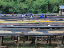 Workers tend to coffee drying on the raised drying beds at Bugoye.