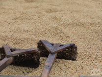 Wooden rakes turn coffee in parchment drying on raised beds at the Bugoye site in Uganda.