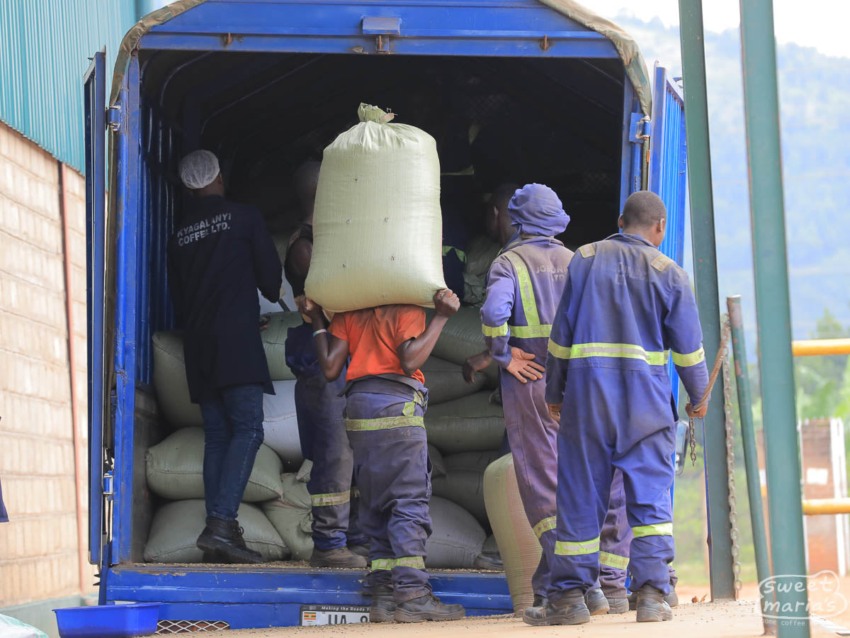 Workers load a blue tractor trailer with bags of dried coffee at the Bugoye mill.
