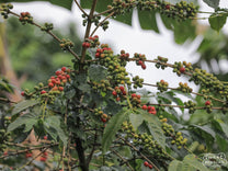 Close-up of an SL coffee plant at a farm near Kapchorwa.
