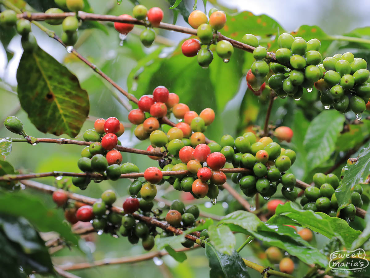 Coffee cherries ripening on the branches of a Costa Rica 95 coffee variety at a farm near Bugoye, Uganda.