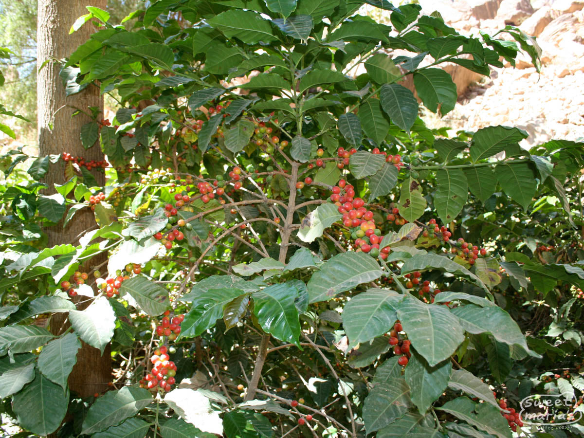 Coffee cherries ripen on the terraced coffee "gardens" on the steep cliffs in Saih valley.